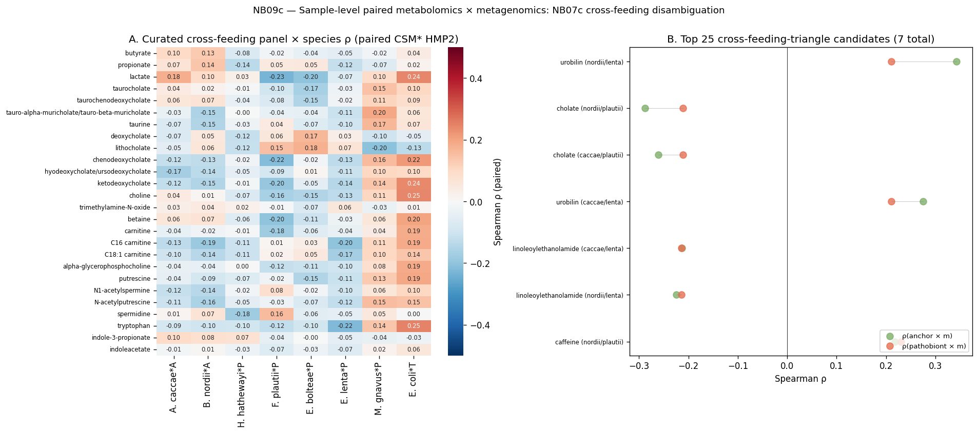 NB09c — Curated cross-feeding panel ρ heatmap (species × metabolite) + cross-feeding-triangle scatter